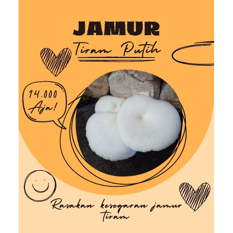 

Jamur Tiram Putih