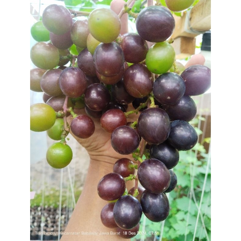 bibit anggur import Early Adora