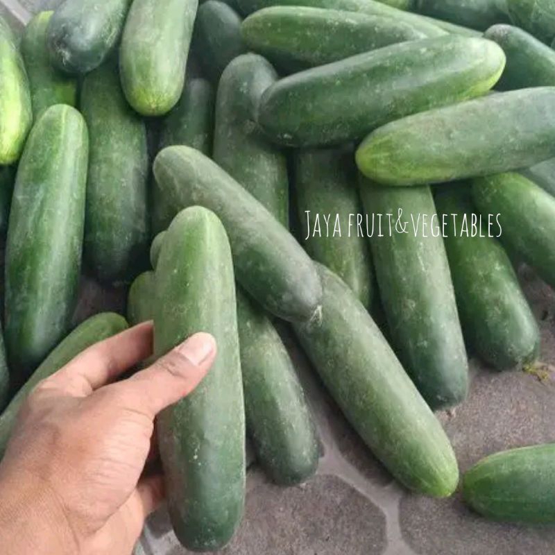 

TIMUN LALAP FRESH 1KG