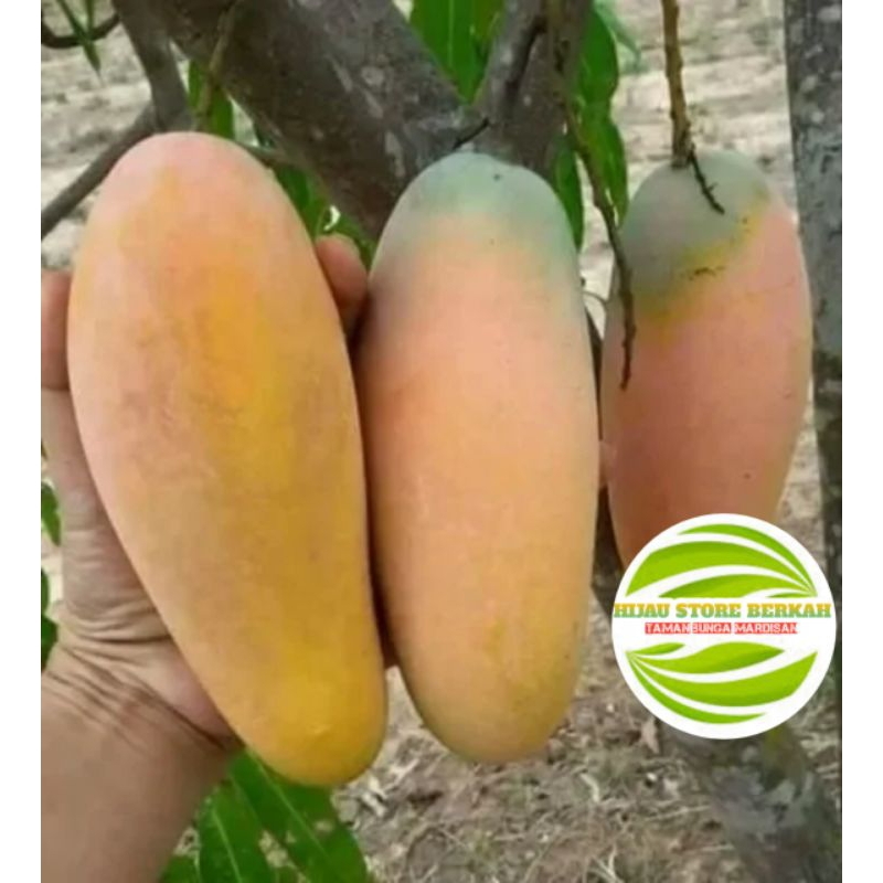 bibit mangga kiojay,irwin,mahatir,red ivory sudah pernah berbuah tinggi 1 meter sampai 1.3