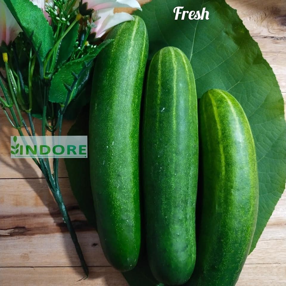 

BUAH TIMUN / TIMUN HIJAU SEGAR