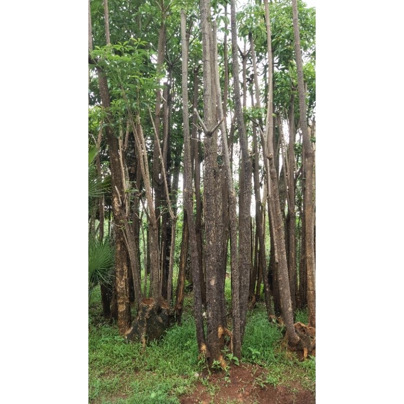 Pohon Pule Grouping - Pule eksotis - Pohon pelindung