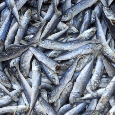 

GERE RANCE HITAM SEDANG / IKAN RANCE KERING