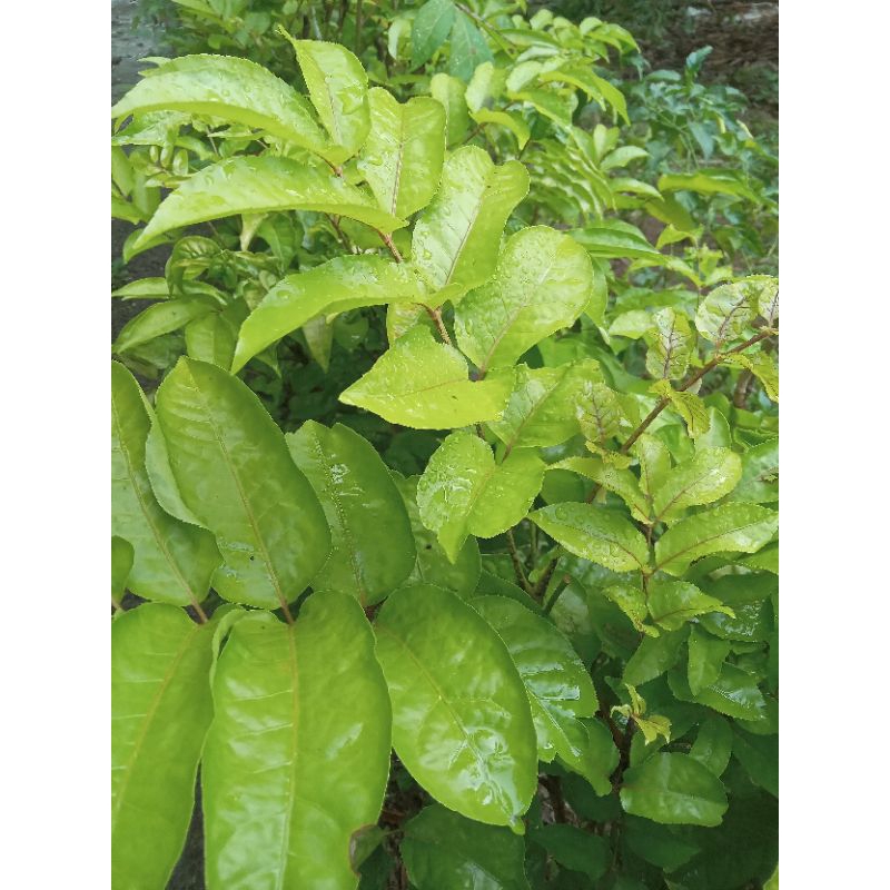 

DAUN CAKRA CIKRI/CIKRA CIKRI/CIKLA CIKLI SEGAR 500GR