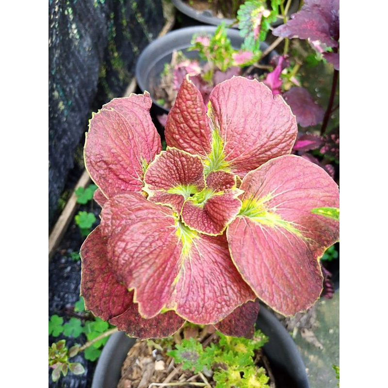 082//miana mawar//miana premium//