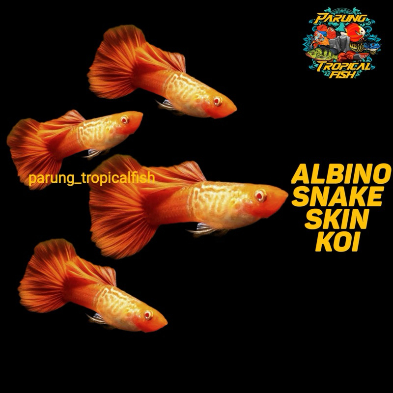 Pembersih Lantai AlbinoSnakeSkinKoi