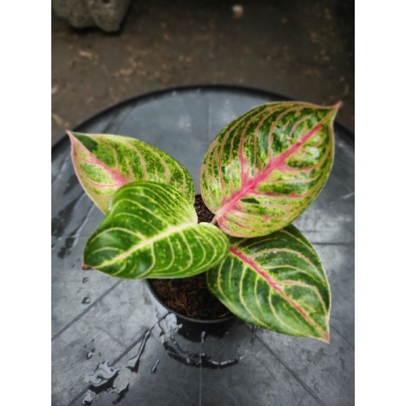 Aglaonema Moonlight
