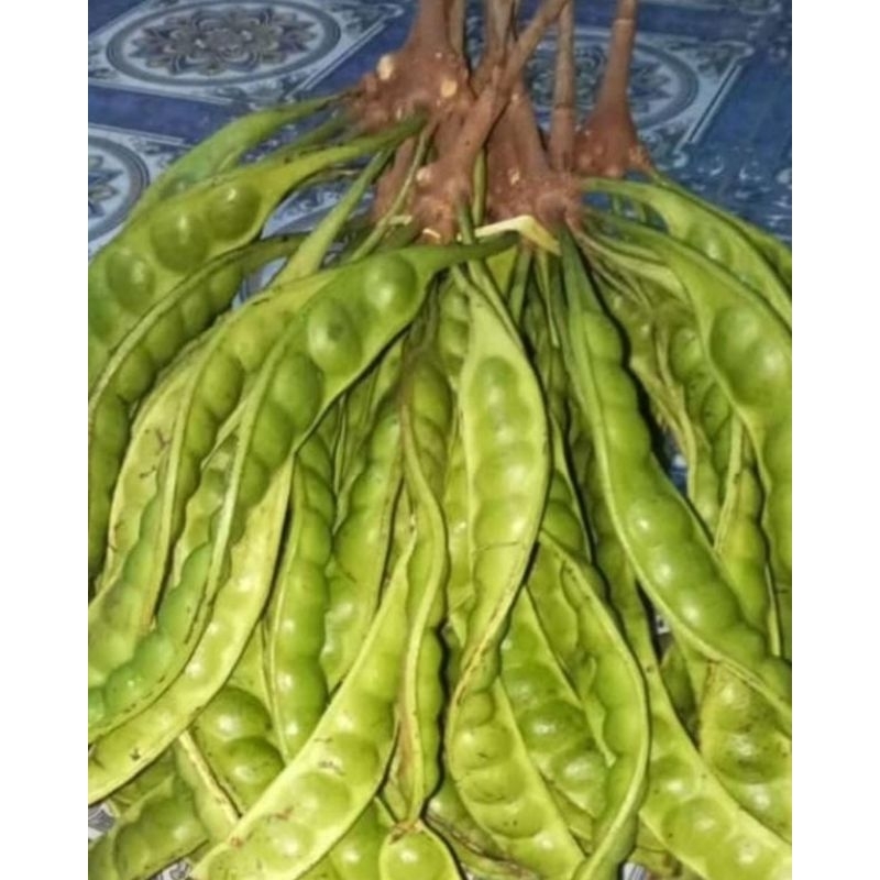 

petei segar dan fresh 3 pck