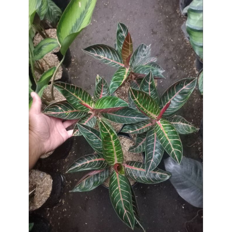 Aglonema pride of sumatra / Red sumatra