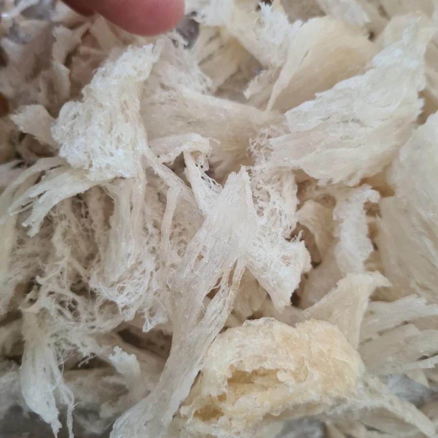 

SARANG BURNG WALET BERSIH PATAHAN BESAR