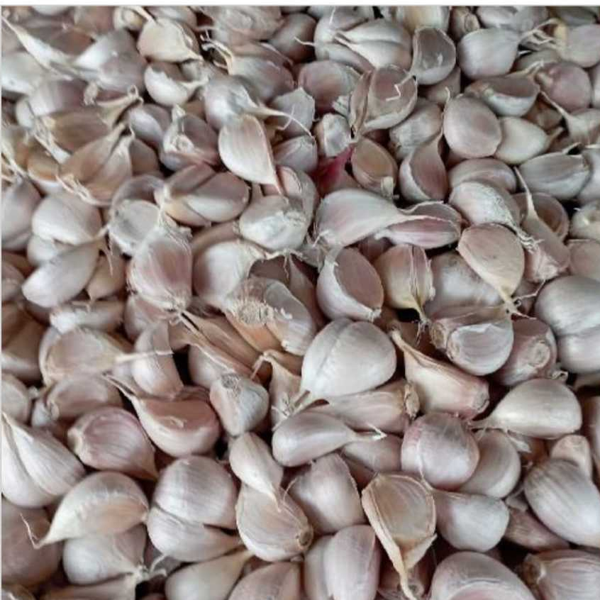 

bawang putih reguler 500g