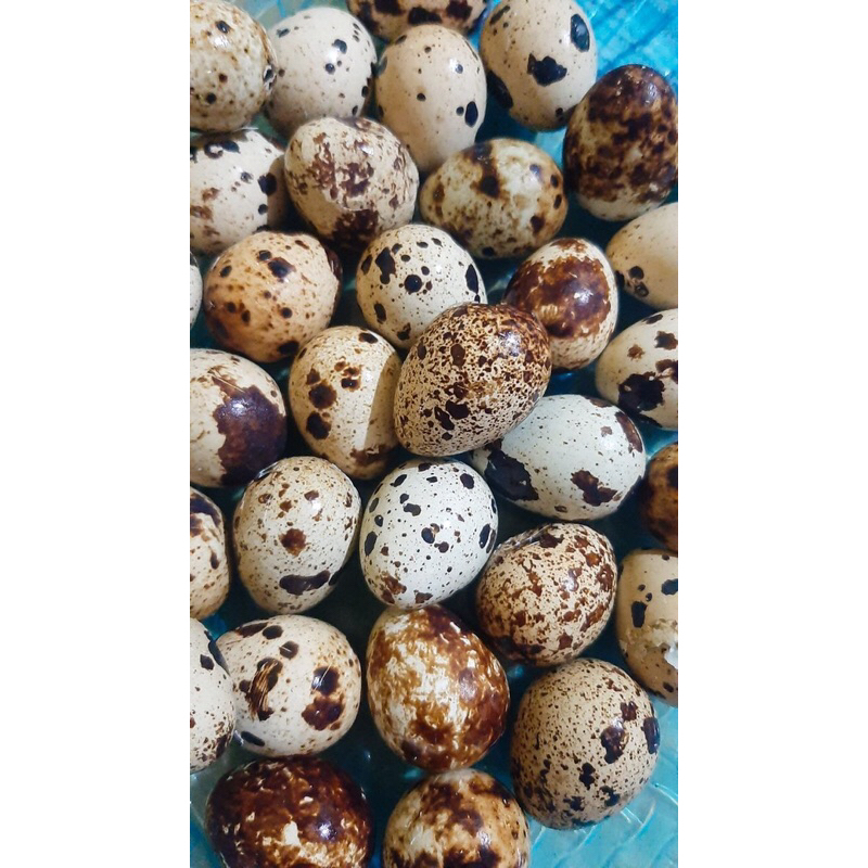 

TELUR PUYUH 100gram/200gram