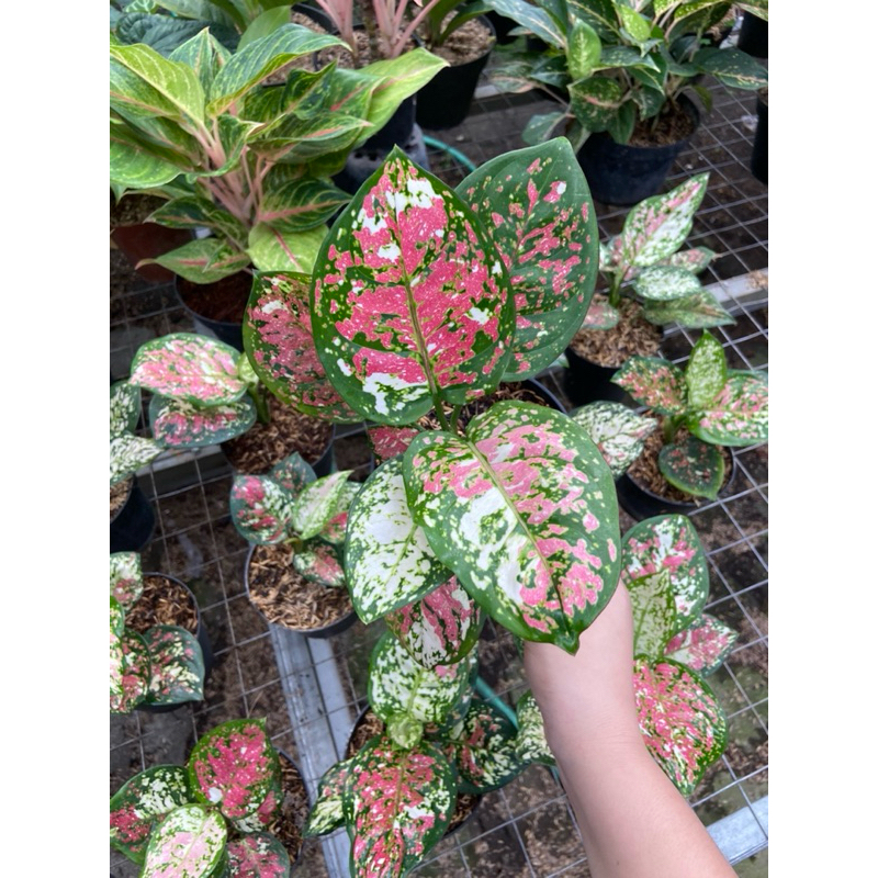 Aglaonema Tri colour remaja