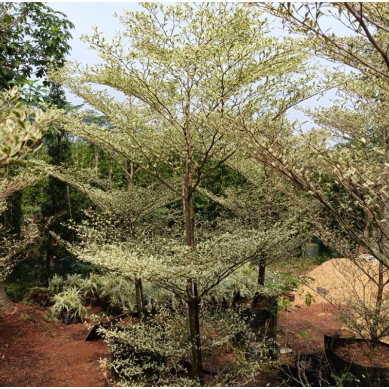 pohon ketapang kencana varigata/ketapang kencana putih ukuran 2 meter