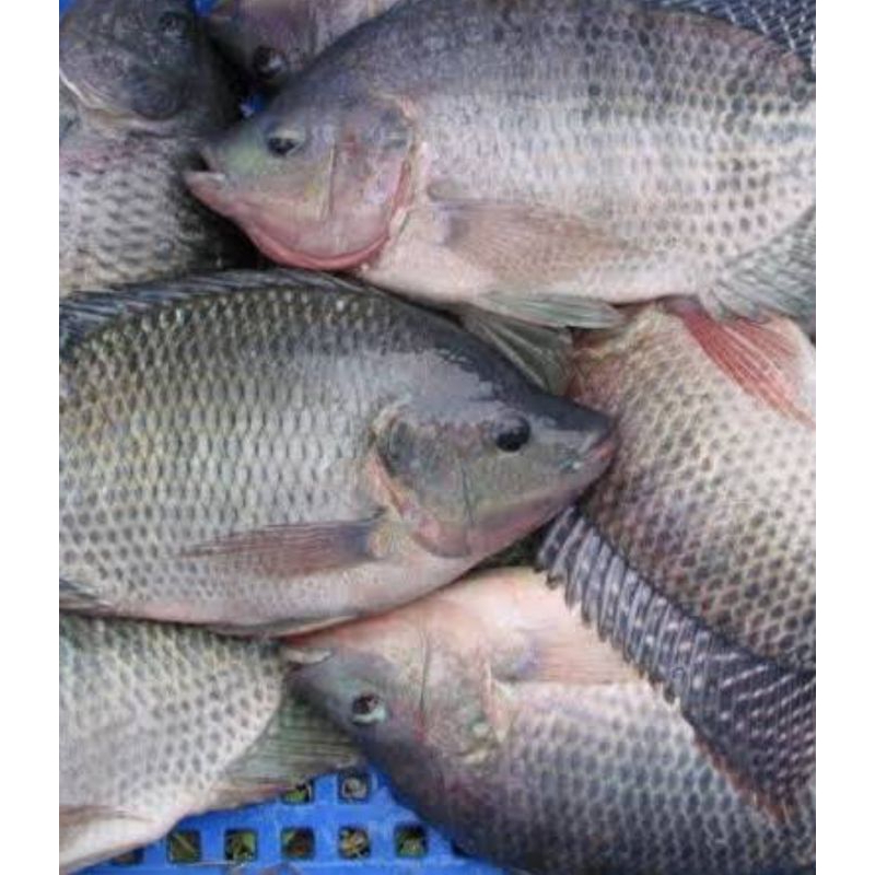 

Ikan Mujaer Segar Bersih 500gr isi 3 KIRIM INSTAN