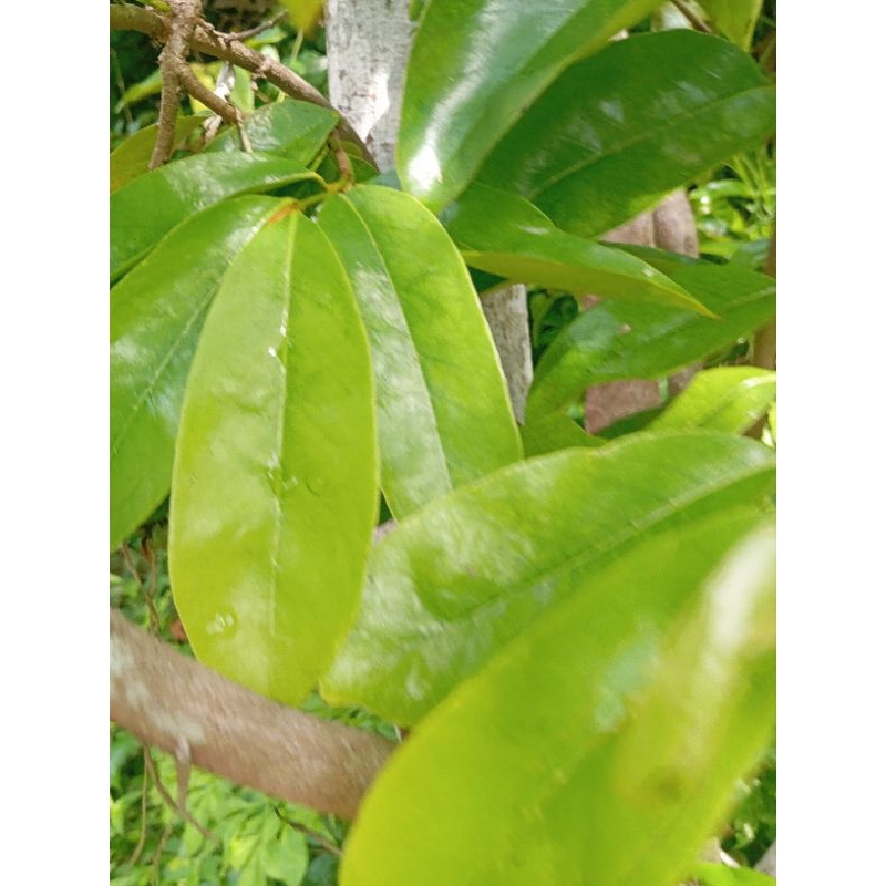 

daun sirsak segar 100 lembar