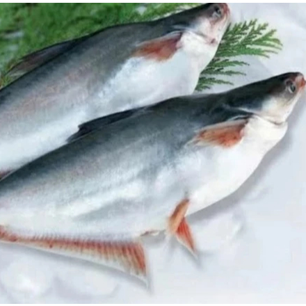 

Ikan Patin Segar 500 - 1KG