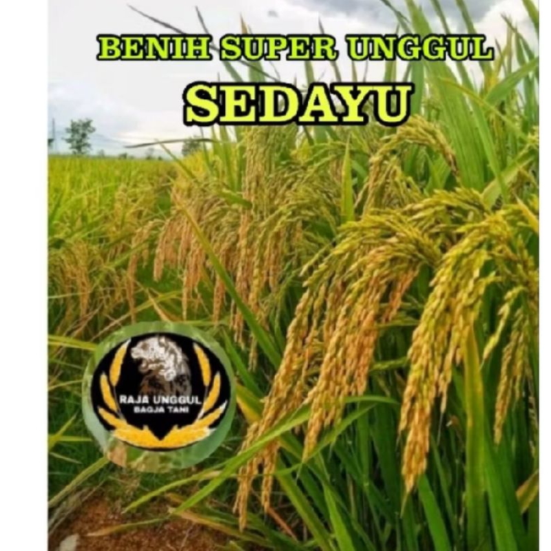 benih padi teranyar 1kg SEDAYU bibit berkualitas tinggi super unggul