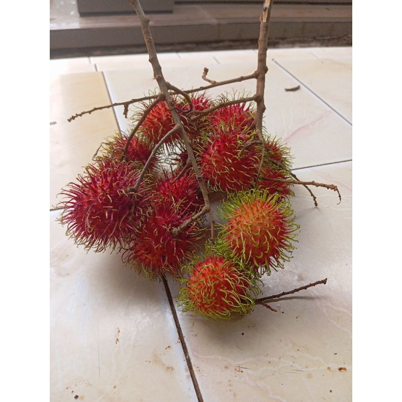 

Buah rambutan BINJAY manis ngelotok super 1kg