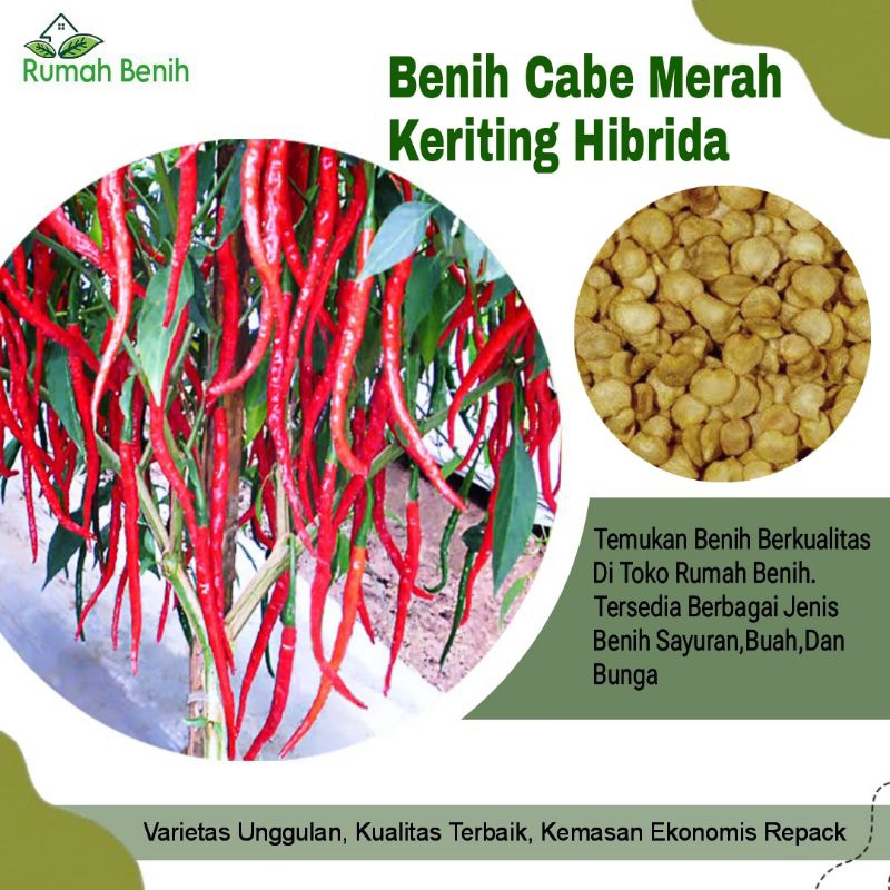 Benih Cabe Merah Keriting Lidia Super Hibrida / Bibit Benih Cabe Merah / Biji Benih Cabe Keriting Me