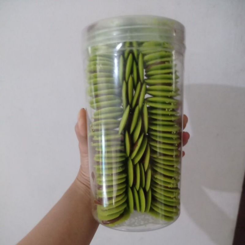 

Lidah Kucing Pandan Nutela Premium 500 gram