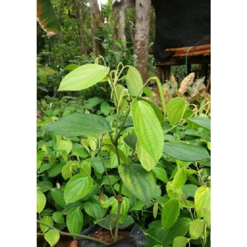 bibit lada perdu siap tanam