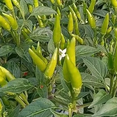 

Indukan cabe rawit sedang berbuah rimbun, perpolibag