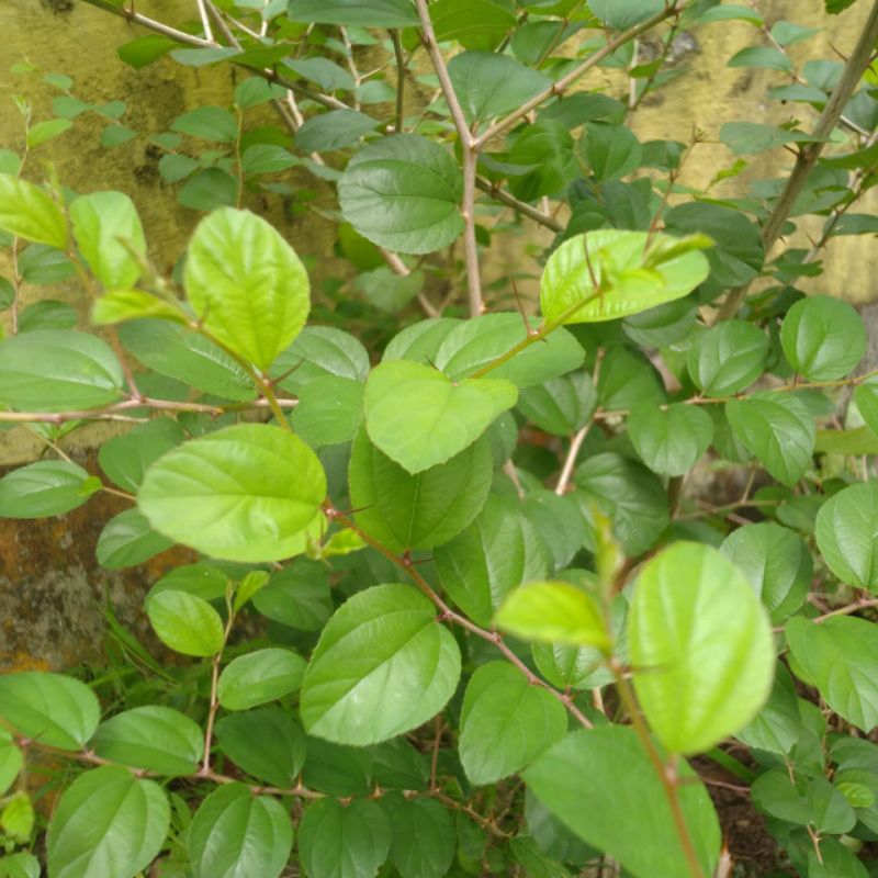 

PAKET DAUN BIDARA ASLI (100 Lembar) untuk Kesehatan Spiritual & Jasmani