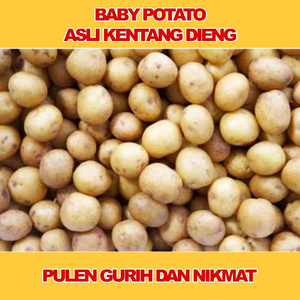 Baby Potato, Kentang Kecil Asli Pegunungan Dieng