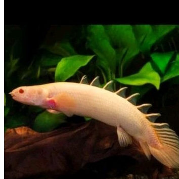 

HIASAN AQUARIUM/PALMAS ALBIN0 UKURAN 3 - 4 CM.