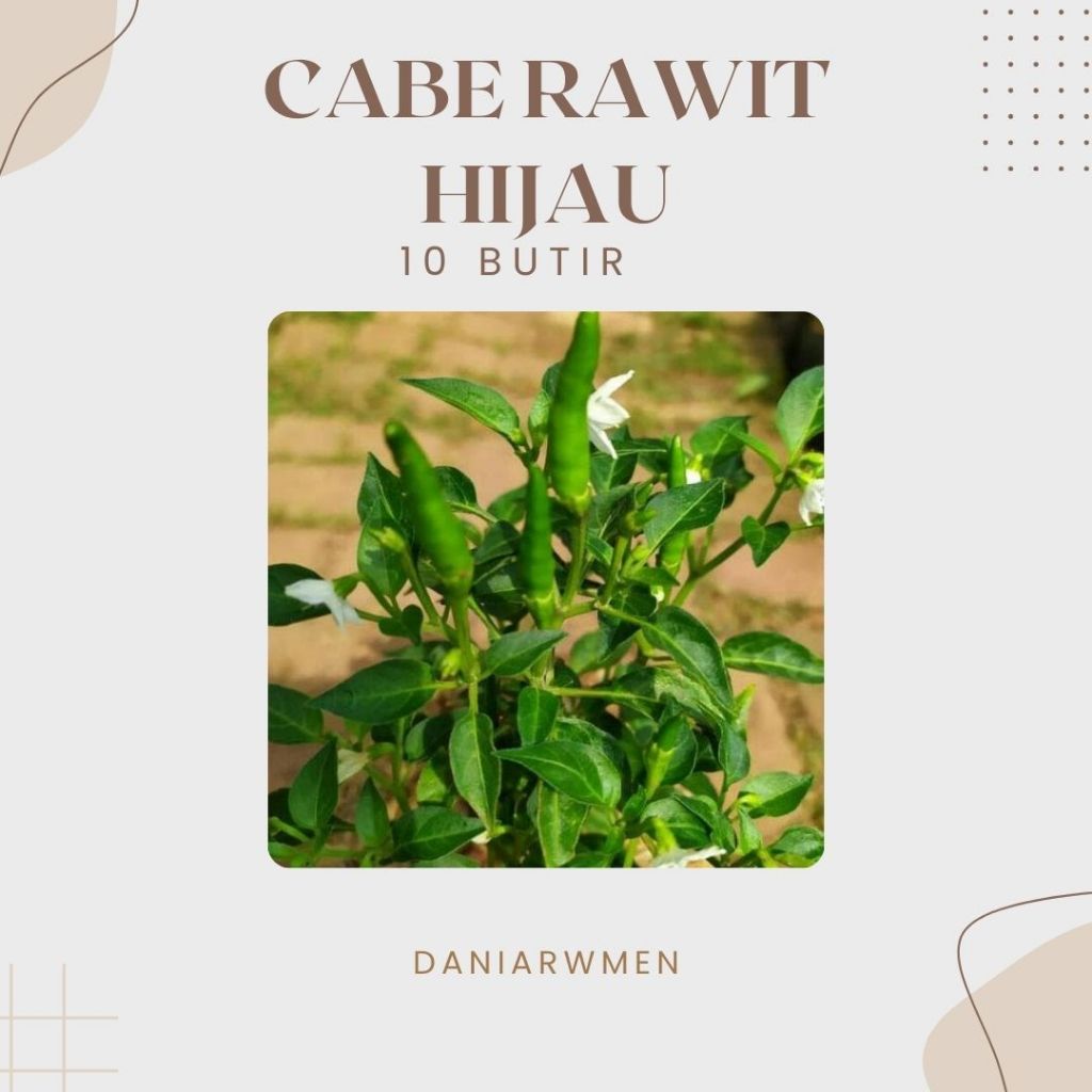 Biji Benih Cabe Rawit Hijau Varietas Unggul Tahan Hama Penyakit