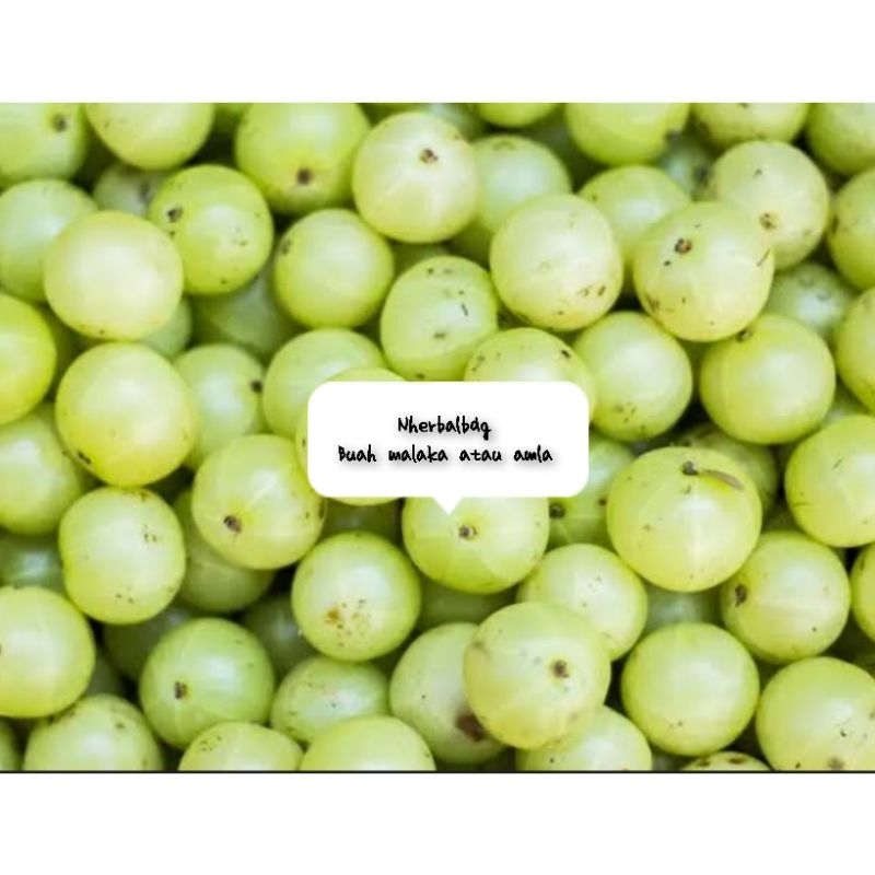 

Buah malaka atau buah amla segar 250 gram