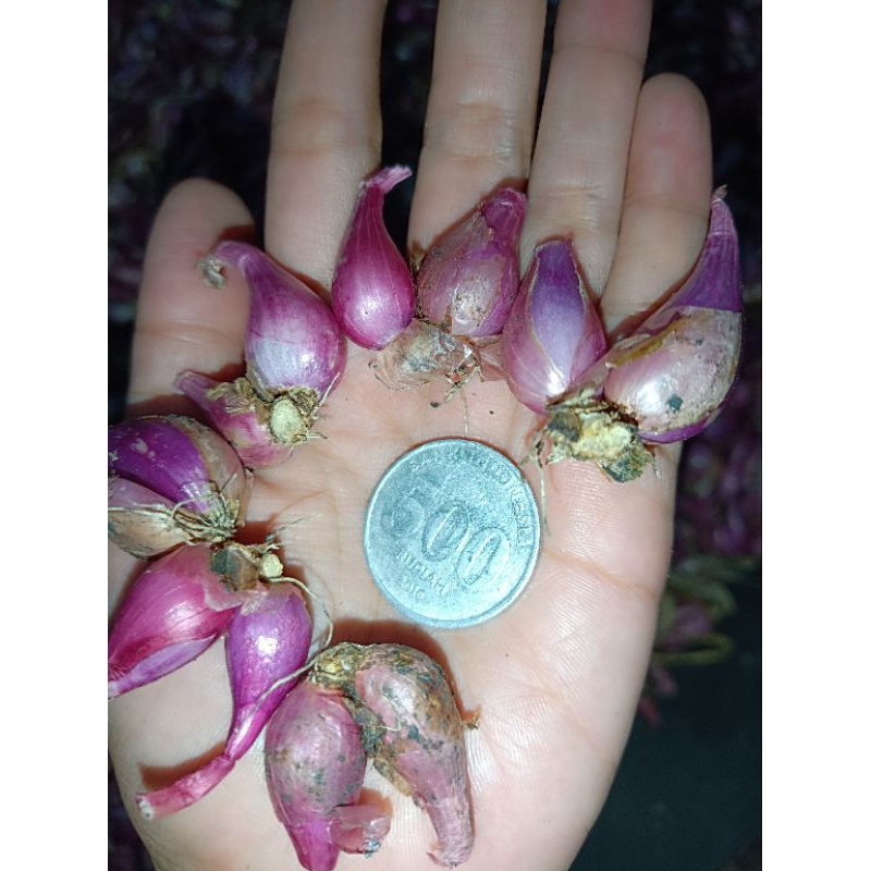 

bawang merah nganjuk tanggung campur 1kg