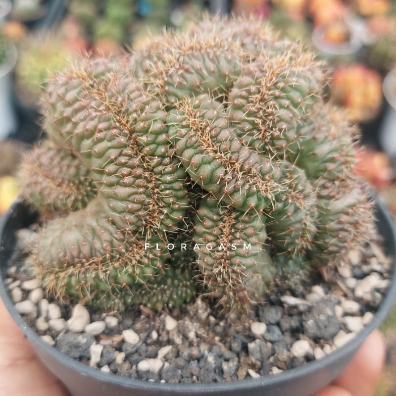 Gymbocalycium ochoterenae cristata
