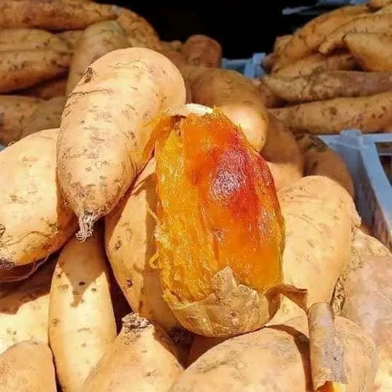 

UBI MADU 2 KG UBI MADU WONOGIRI SPEK OVEN TO LEGIT MANIS