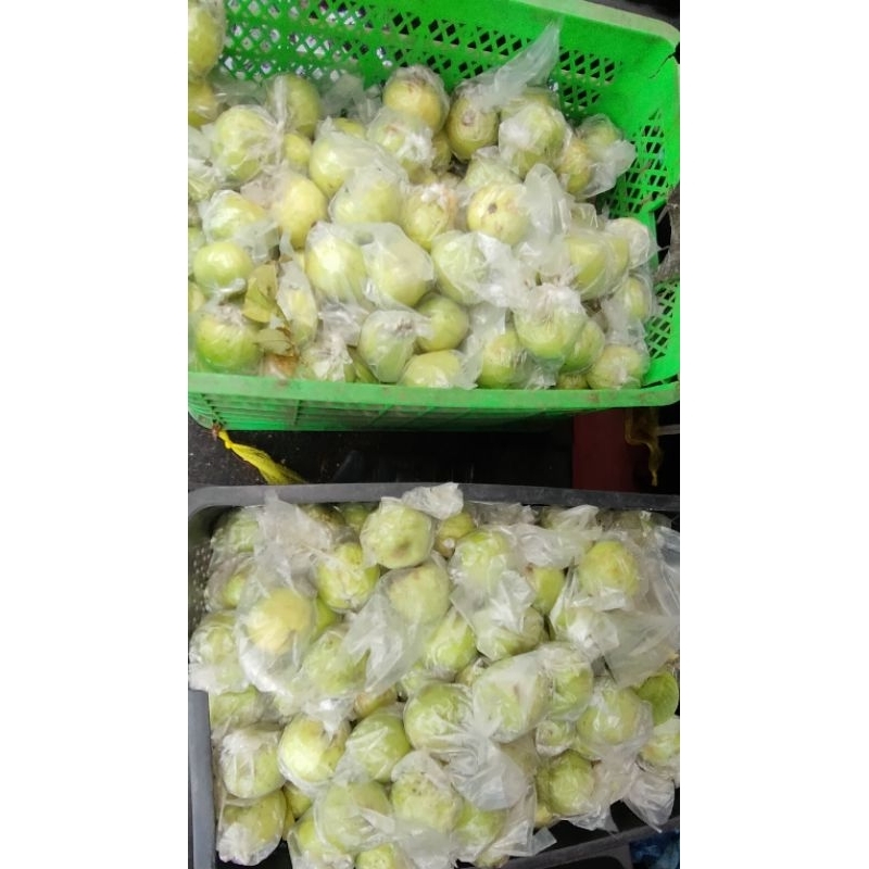 

Jambu Kristal