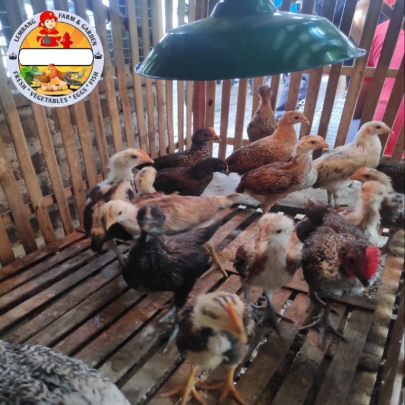 AYAM KAMPUNG ANAKAN / PULET