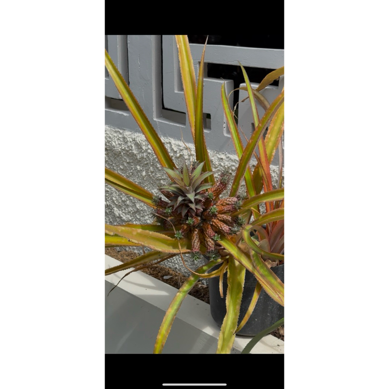 Nanas medusa berbuah