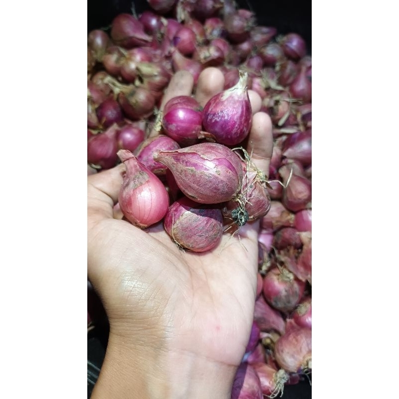

Bawang Merah Khas Demak