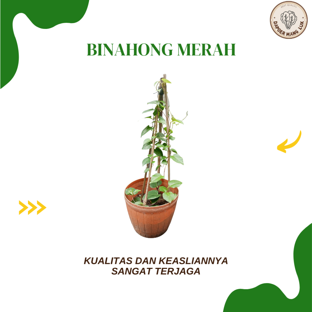 

DRIED SERBUK BINAHONG MERAH BEST SELLER