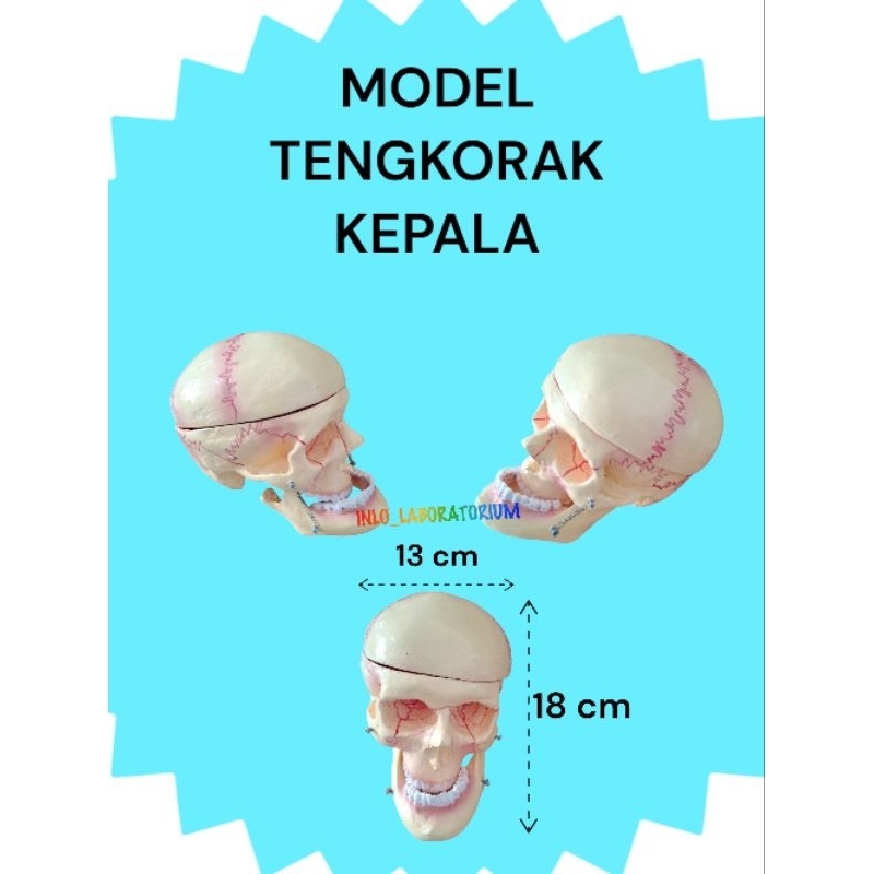 Model Tengkorak Kepala/Alat Peraga Pendidikan Model Tengkorak Kepala/Figur Tengkorak Kepala