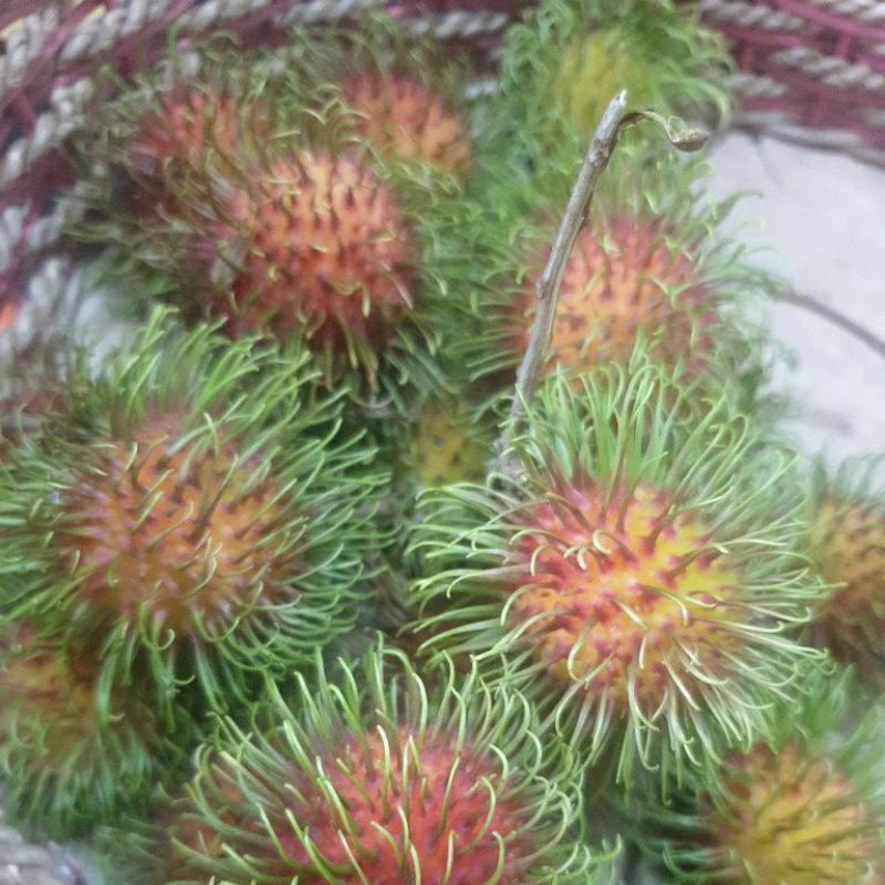 

Rambutan Rapiah