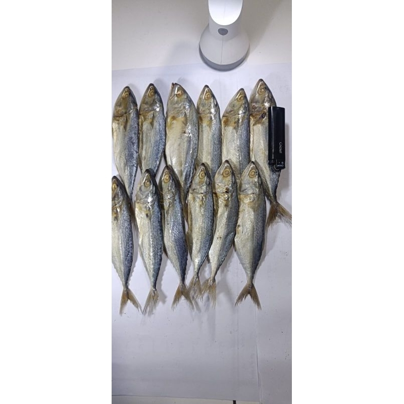 

ikan peda putih sedang super