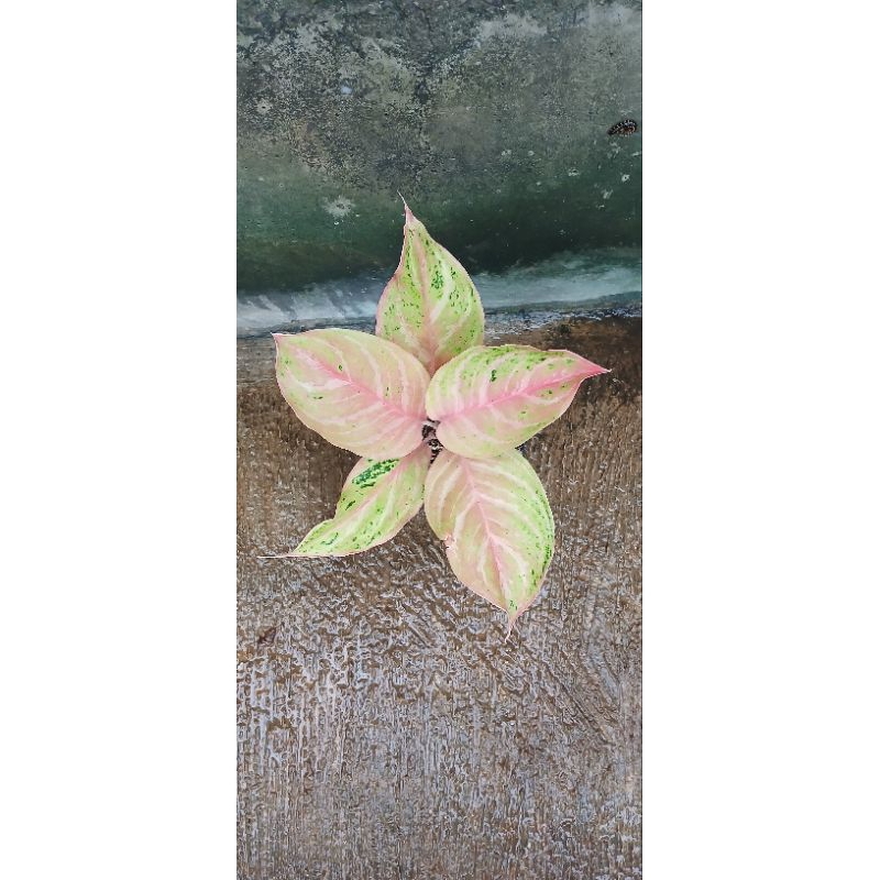 aglonema bidadari catik lokal