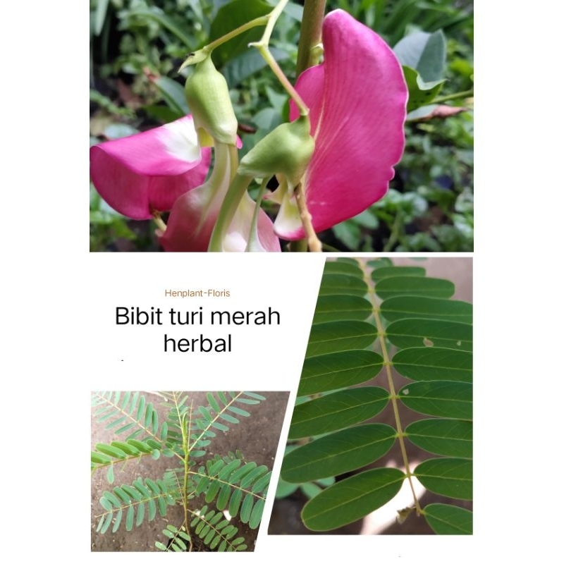 Bibit tanaman turi merah herbal