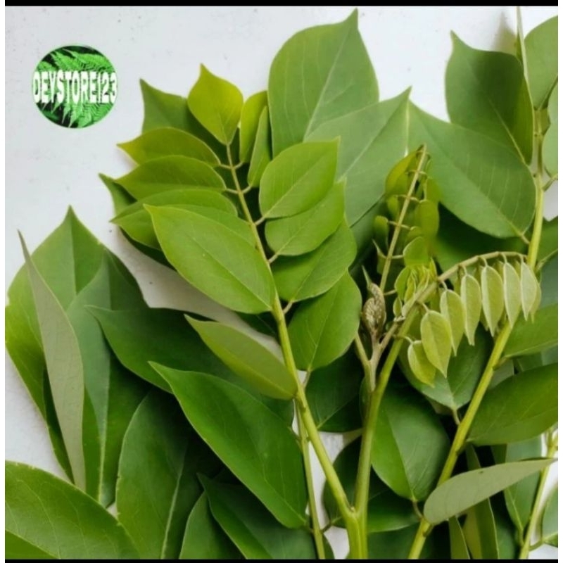

(Terbaik) Daun Gamal Herbal Segar 1Kg