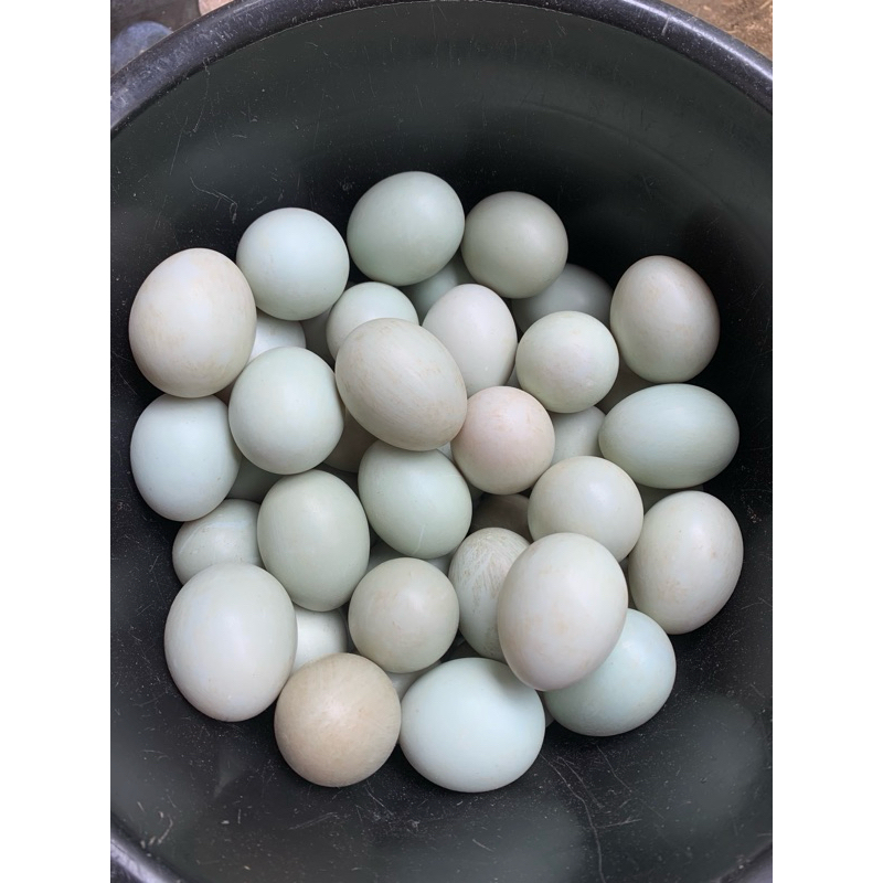 

TELUR BEBEK MENTAH FRESH A+