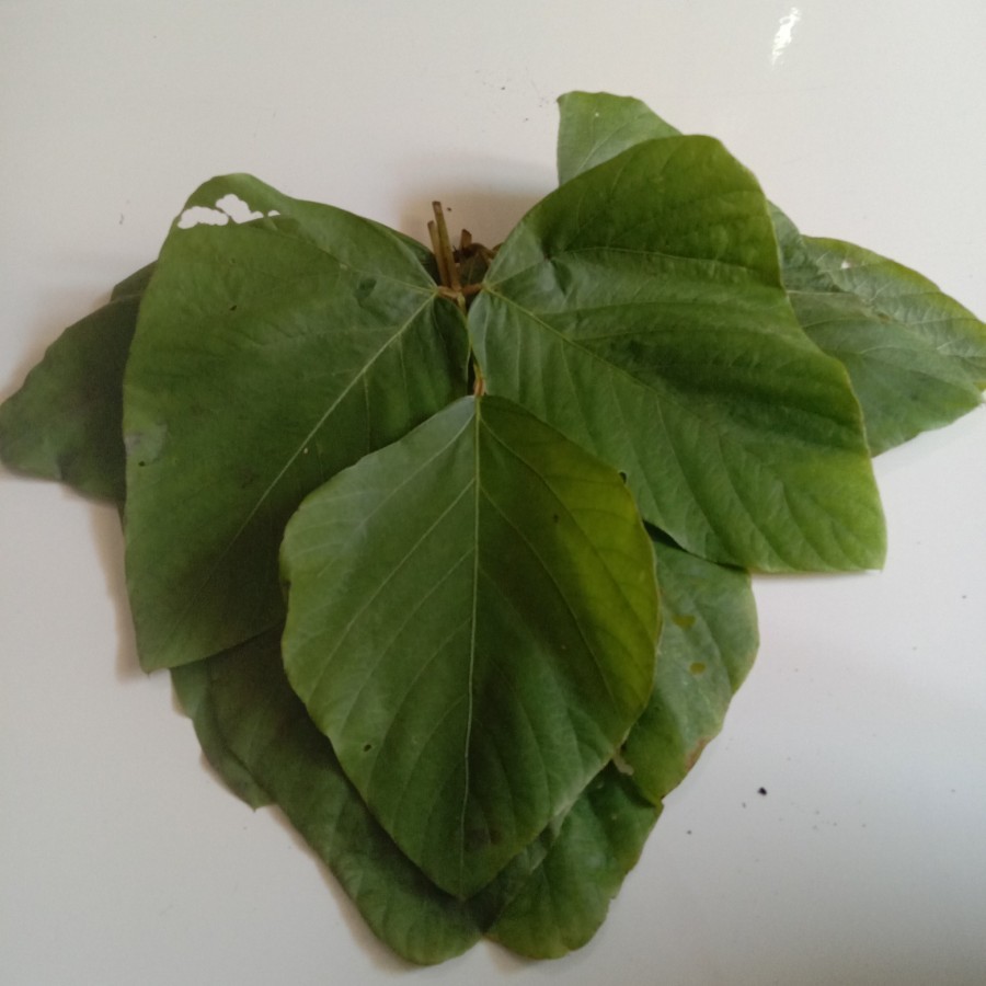 200 Gram Daun kara rawe / kara gatal / mucuna pruriens (dengan kulit dan tangkai) 200 gram