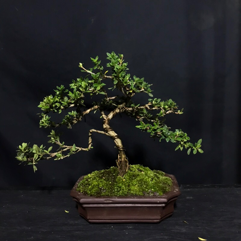Bonsai Melati Jepang / Hingkip Mirten