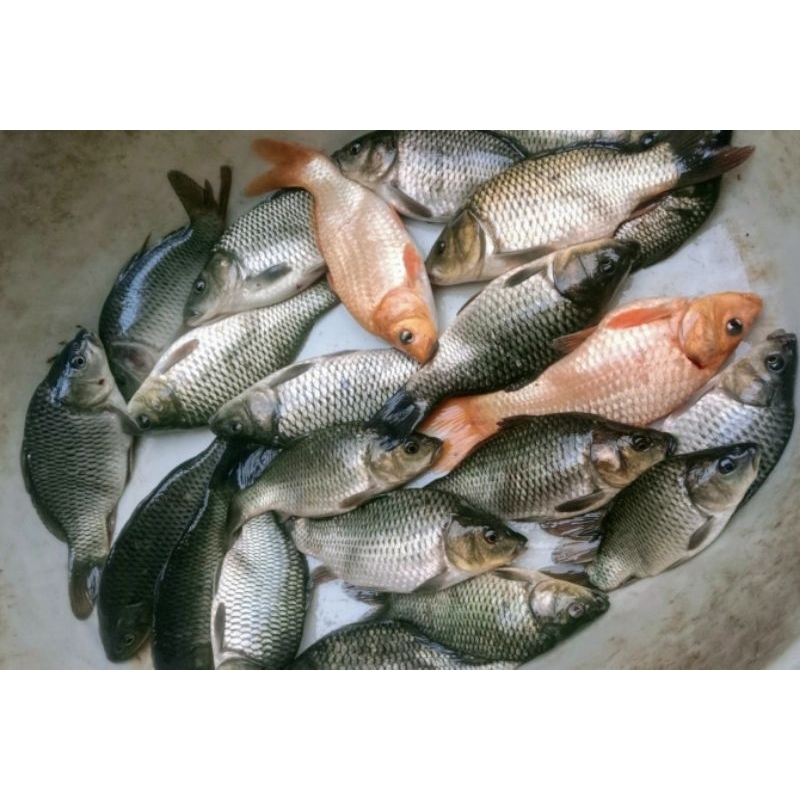 

Ikan Mas Segar 1 Kg (Isi 3-6)